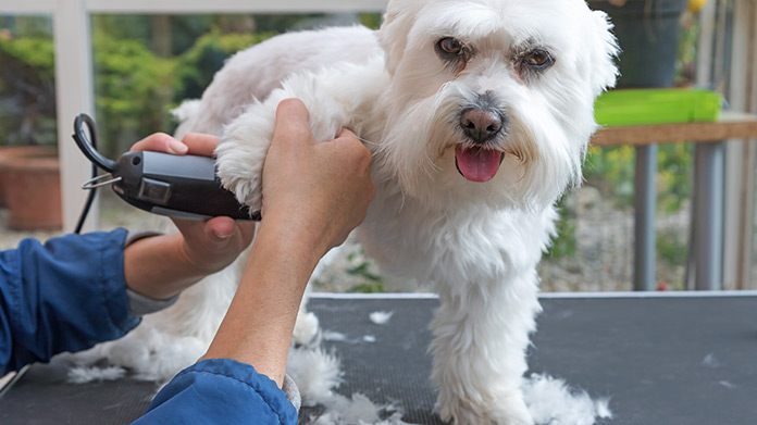 Miami Dog Grooming Tips and Tricks for Home Care